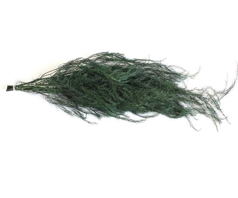 Asparagus Officinalis stabilizovaný  tmavo zelený zväzok